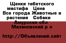 Щенки тибетского мастифа › Цена ­ 80 - Все города Животные и растения » Собаки   . Амурская обл.,Мазановский р-н